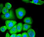 CD13 Antibody in Immunocytochemistry (ICC/IF)