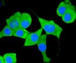 CD13 Antibody in Immunocytochemistry (ICC/IF)