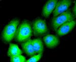 CD13 Antibody in Immunocytochemistry (ICC/IF)