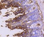 CD13 Antibody in Immunohistochemistry (Paraffin) (IHC (P))