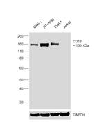 CD13 Antibody