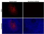 CD21 Antibody in Immunohistochemistry (Paraffin) (IHC (P))