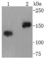 CD21 Antibody in Western Blot (WB)