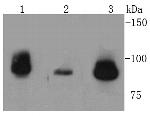 TOP1 Antibody in Western Blot (WB)