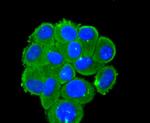 DKK1 Antibody in Immunocytochemistry (ICC/IF)