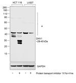 DKK1 Antibody in Western Blot (WB)