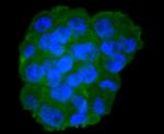 Moesin Antibody in Immunocytochemistry (ICC/IF)