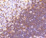 Moesin Antibody in Immunohistochemistry (Paraffin) (IHC (P))