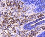 Moesin Antibody in Immunohistochemistry (Paraffin) (IHC (P))