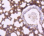 Moesin Antibody in Immunohistochemistry (Paraffin) (IHC (P))