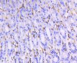 Moesin Antibody in Immunohistochemistry (Paraffin) (IHC (P))