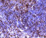 HLA-DR Antibody in Immunohistochemistry (Paraffin) (IHC (P))