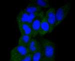 GART Antibody in Immunocytochemistry (ICC/IF)