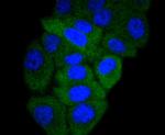 GART Antibody in Immunocytochemistry (ICC/IF)