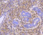 GART Antibody in Immunohistochemistry (Paraffin) (IHC (P))