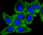 MEKK2 Antibody in Immunocytochemistry (ICC/IF)