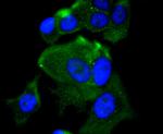 MEKK2 Antibody in Immunocytochemistry (ICC/IF)