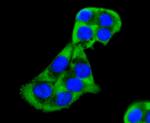 MEKK2 Antibody in Immunocytochemistry (ICC/IF)