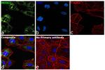 MEKK2 Antibody in Immunocytochemistry (ICC/IF)