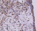 MEKK2 Antibody in Immunohistochemistry (Paraffin) (IHC (P))