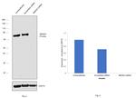 MEKK2 Antibody