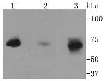 MEKK2 Antibody in Western Blot (WB)