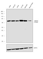 MEKK2 Antibody in Western Blot (WB)