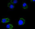 MTCO2 Antibody in Immunocytochemistry (ICC/IF)