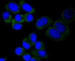 MTCO2 Antibody in Immunocytochemistry (ICC/IF)