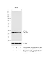 MTCO2 Antibody