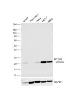 MTCO2 Antibody in Western Blot (WB)