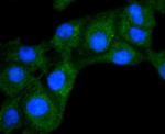 DIABLO Antibody in Immunocytochemistry (ICC/IF)