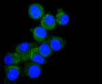 DIABLO Antibody in Immunocytochemistry (ICC/IF)