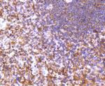 DIABLO Antibody in Immunohistochemistry (Paraffin) (IHC (P))