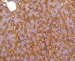 DIABLO Antibody in Immunohistochemistry (Paraffin) (IHC (P))