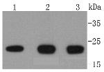 DIABLO Antibody in Western Blot (WB)