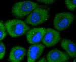 AKAP14 Antibody in Immunocytochemistry (ICC/IF)