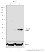 MyD88 Antibody