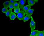 MyD88 Antibody in Immunocytochemistry (ICC/IF)