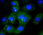 CD14 Antibody in Immunocytochemistry (ICC/IF)