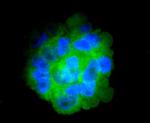 CD14 Antibody in Immunocytochemistry (ICC/IF)