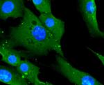 CD14 Antibody in Immunocytochemistry (ICC/IF)