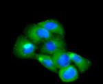 CD14 Antibody in Immunocytochemistry (ICC/IF)