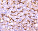 CD14 Antibody in Immunohistochemistry (Paraffin) (IHC (P))