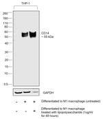 CD14 Antibody