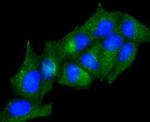 Adiponectin Receptor 1 Antibody in Immunocytochemistry (ICC/IF)