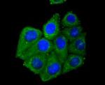 Adiponectin Receptor 1 Antibody in Immunocytochemistry (ICC/IF)