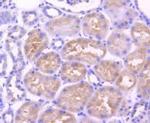 Adiponectin Receptor 1 Antibody in Immunohistochemistry (Paraffin) (IHC (P))