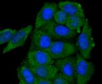 GAP43 Antibody in Immunocytochemistry (ICC/IF)