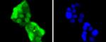 HES1 Antibody in Immunocytochemistry (ICC/IF)